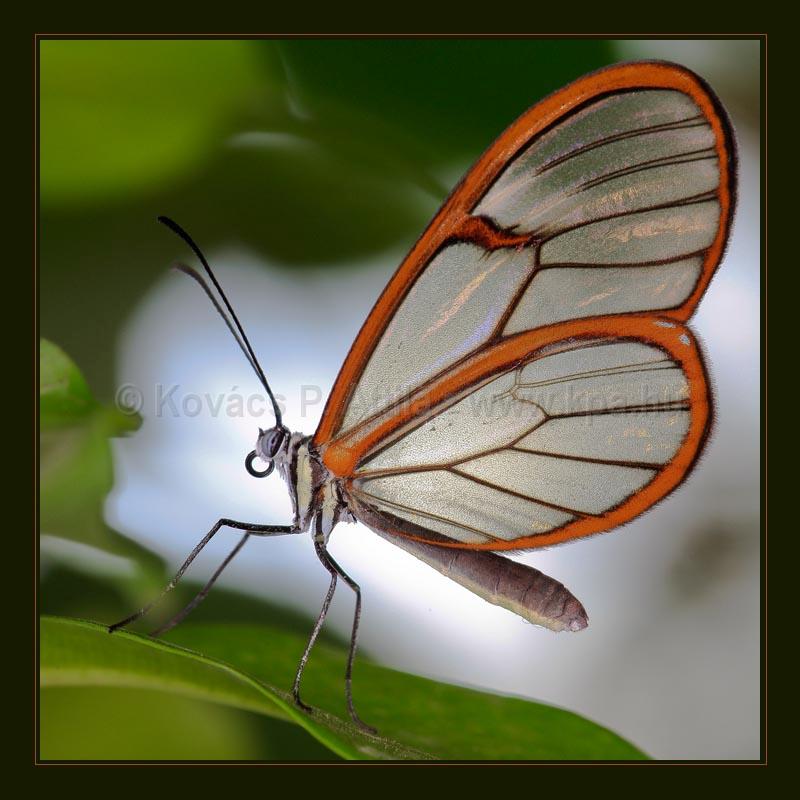 Butterfly_005.jpg