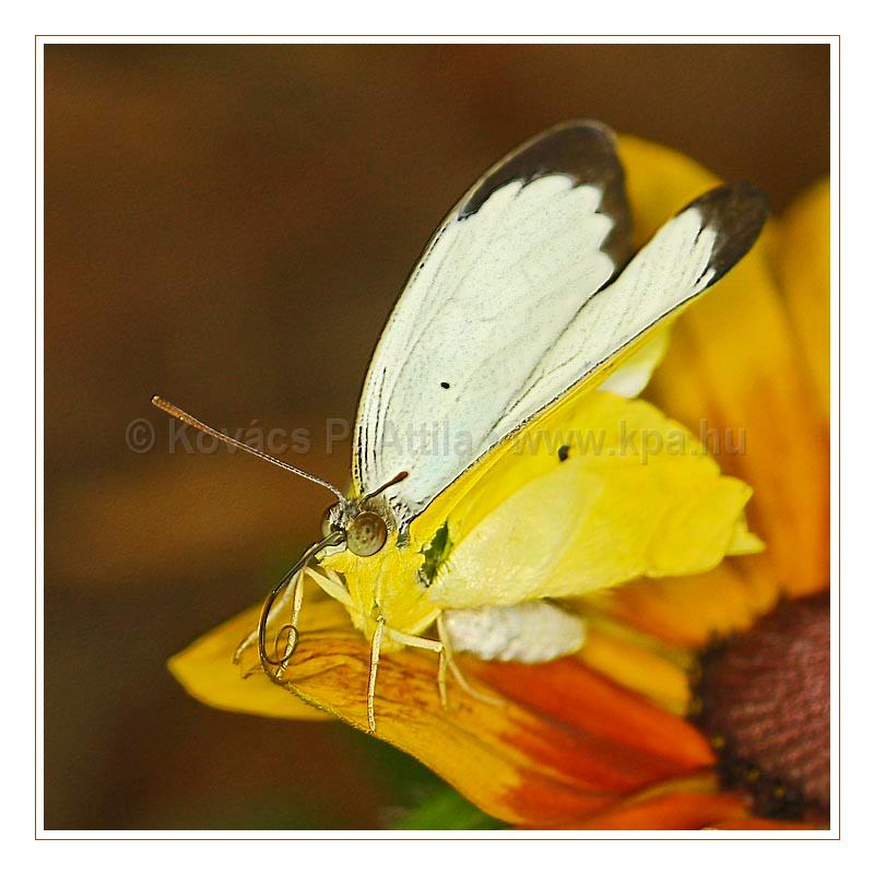 Butterfly_011.jpg