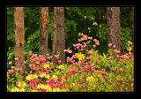 Jeli_Arboretum_034