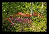 Jeli_Arboretum_078