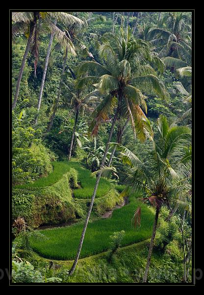 Bali_213.jpg