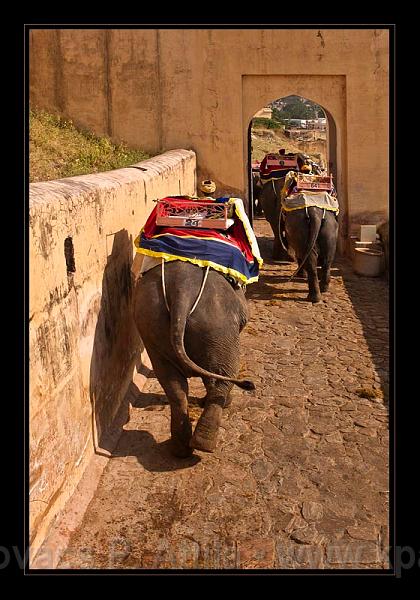 Jaipur-India_023.jpg