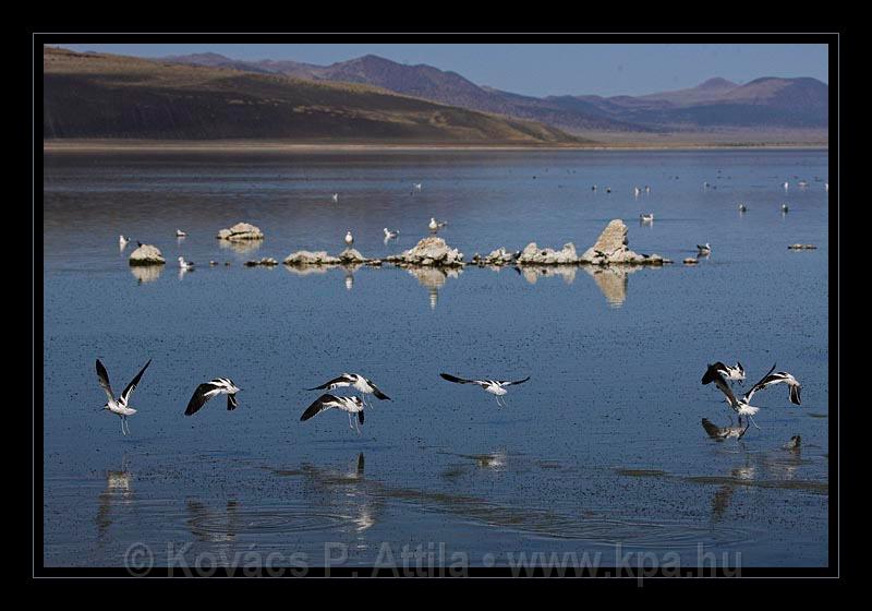 Mono_Lake_USA_021.jpg