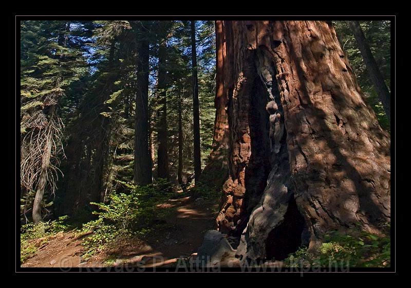 Sequoia_NP_005.jpg