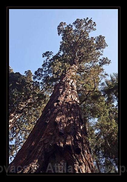 Sequoia_NP_006.jpg
