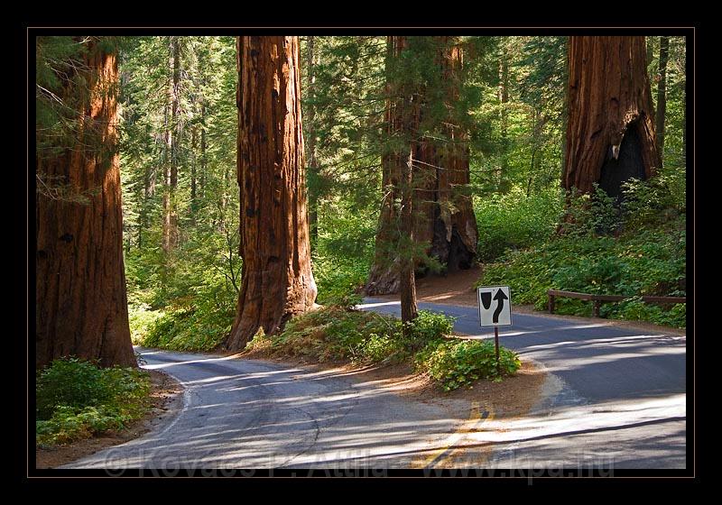 Sequoia_NP_009.jpg