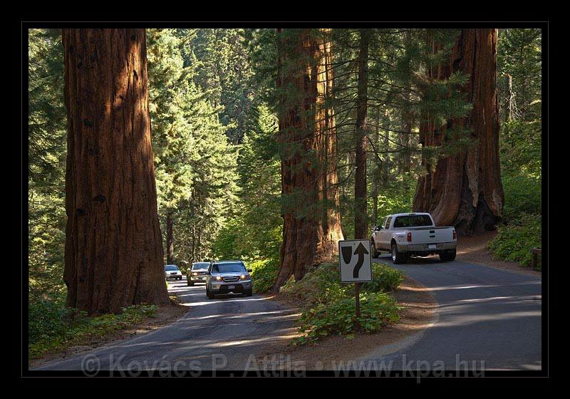 Sequoia_NP_010.jpg