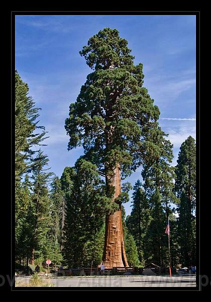 Sequoia_NP_011.jpg