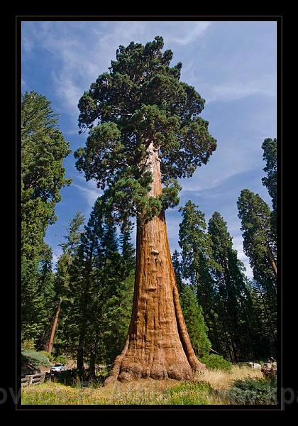 Sequoia_NP_012.jpg