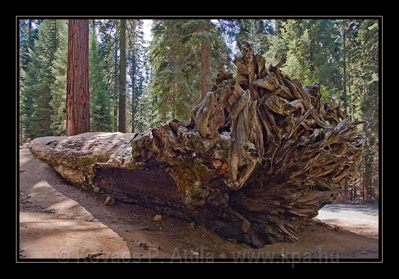 Sequoia_NP_014.jpg
