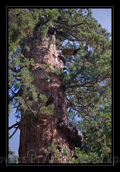 Sequoia_NP_018.jpg