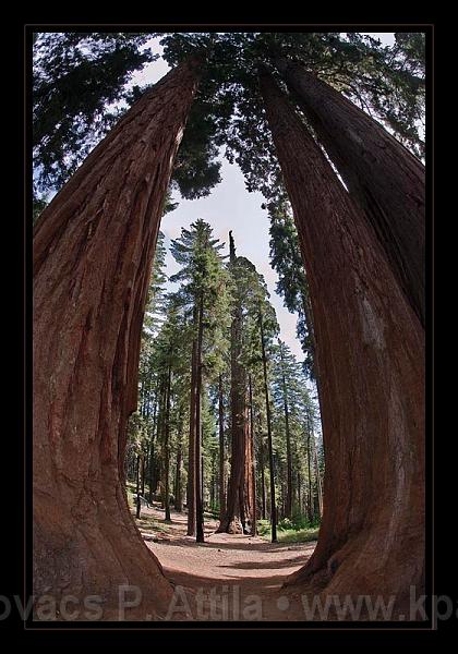 Sequoia_NP_024.jpg