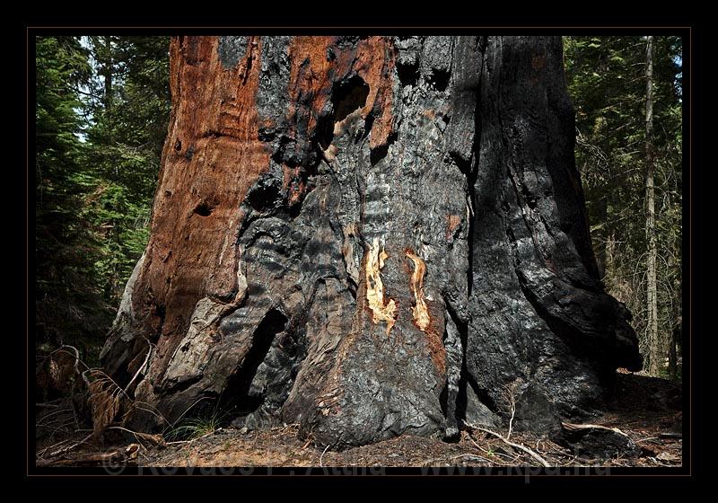 Sequoia_NP_027.jpg