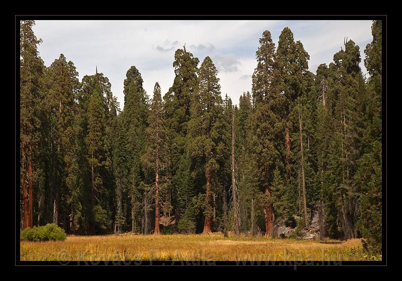 Sequoia_NP_038.jpg