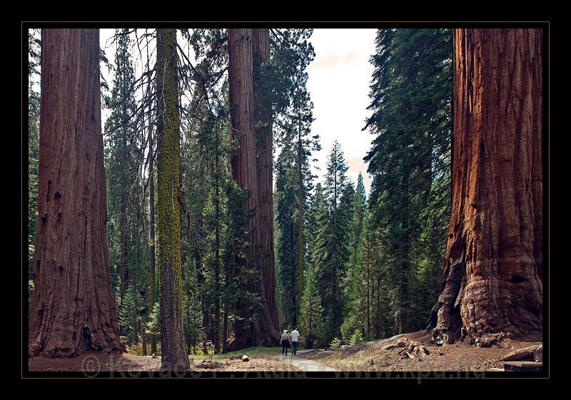 Sequoia_NP_039.jpg