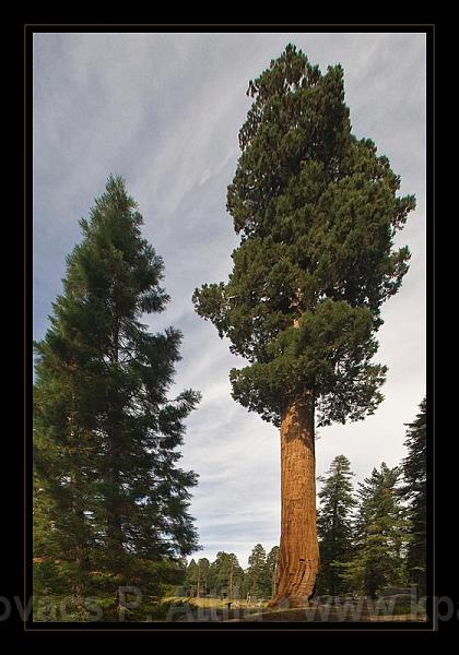 Sequoia_NP_040.jpg