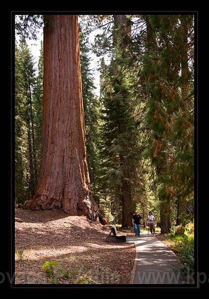 Sequoia_NP_041.jpg
