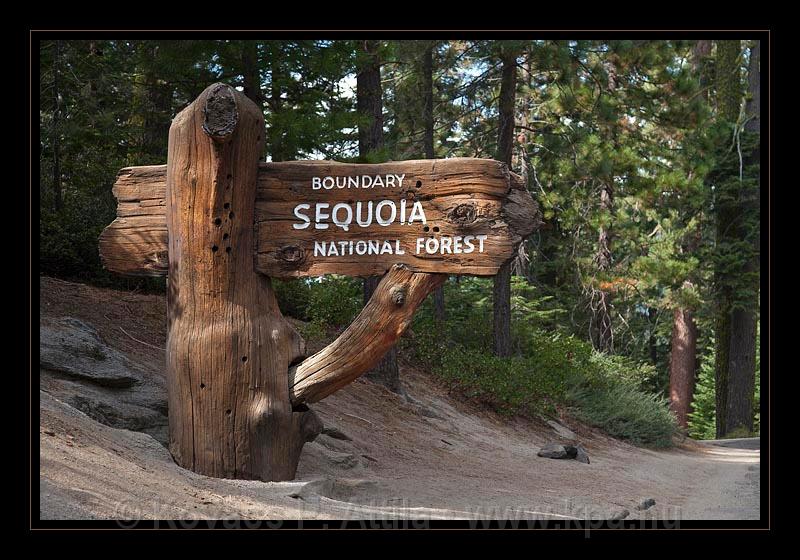 Sequoia_NP_045.jpg