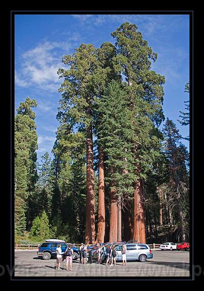 Sequoia_NP_055.jpg