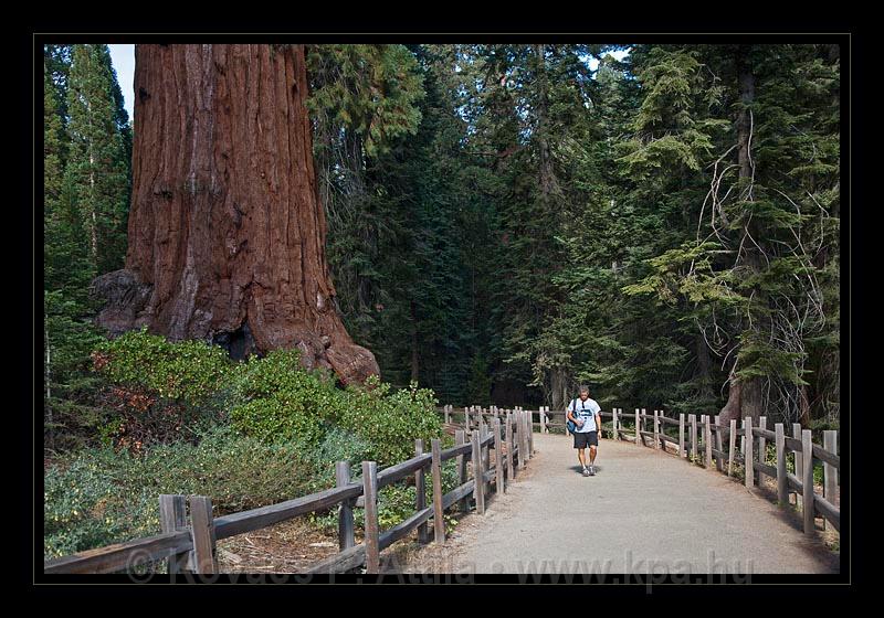 Sequoia_NP_057.jpg