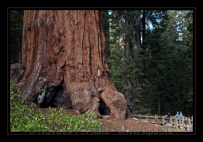 Sequoia_NP_058.jpg