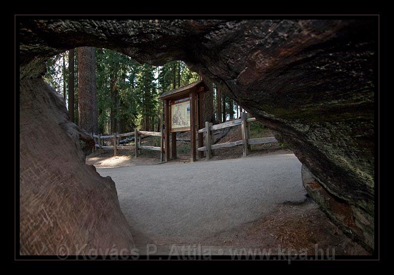 Sequoia_NP_063.jpg
