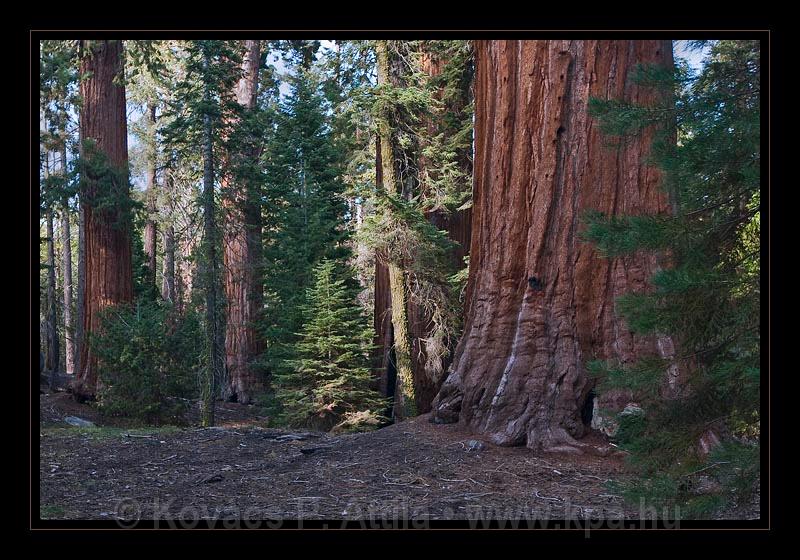 Sequoia_NP_067.jpg