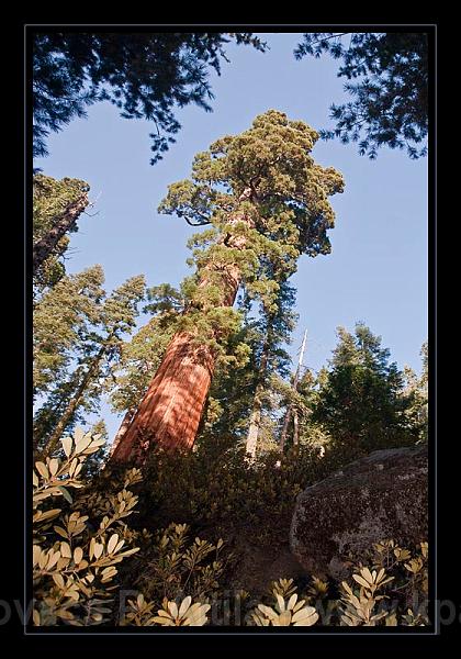 Sequoia_NP_069.jpg