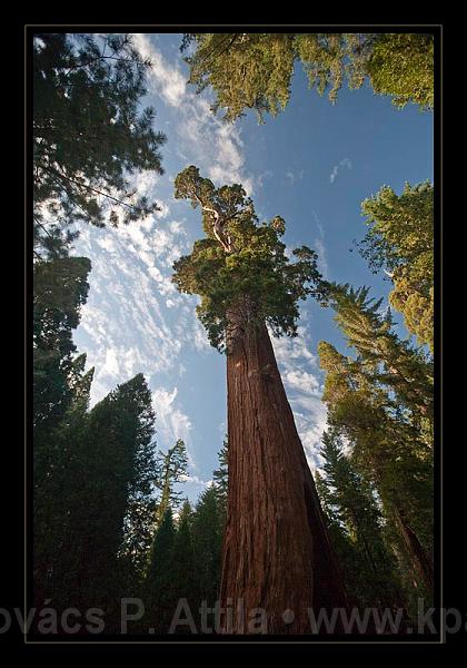 Sequoia_NP_070.jpg