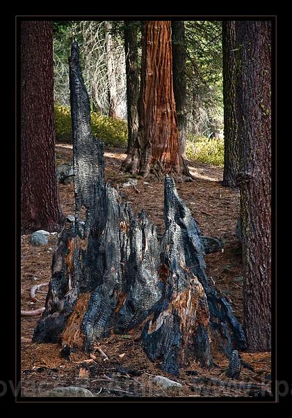 Sequoia_NP_071.jpg