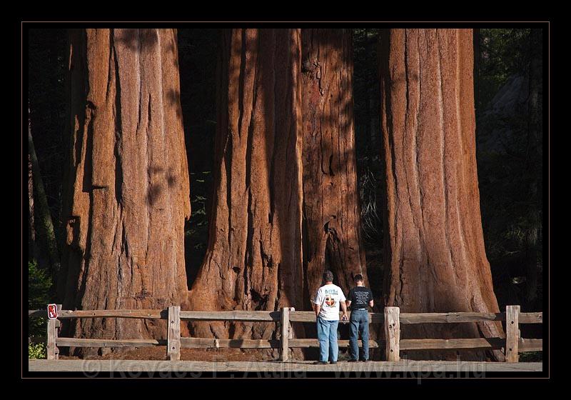 Sequoia_NP_072.jpg