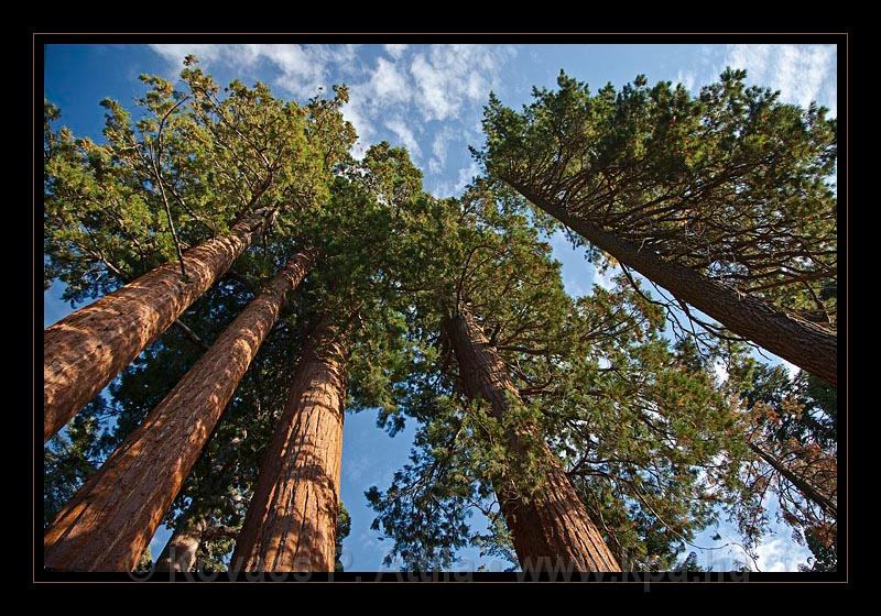 Sequoia_NP_073.jpg