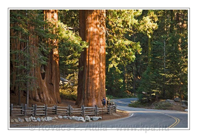 Sequoia_NP_076.jpg
