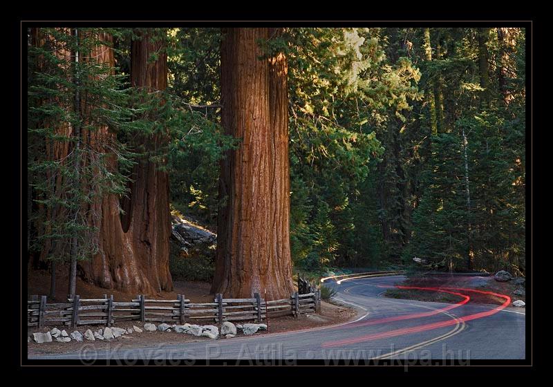 Sequoia_NP_077.jpg