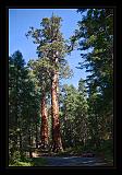 Sequoia_NP_004