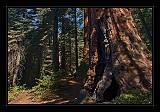 Sequoia_NP_005