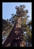 Sequoia_NP_006