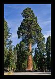 Sequoia_NP_011