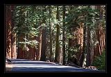Sequoia_NP_020