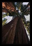 Sequoia_NP_023