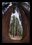 Sequoia_NP_024