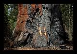 Sequoia_NP_027