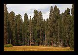Sequoia_NP_038