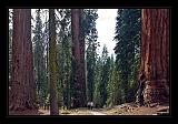 Sequoia_NP_039