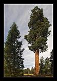 Sequoia_NP_040