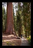 Sequoia_NP_041