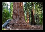 Sequoia_NP_042