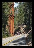 Sequoia_NP_043
