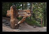 Sequoia_NP_045