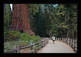 Sequoia_NP_057